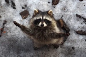 Create meme: animals raccoon, cute little Coon, enotik