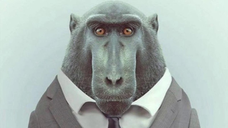 Create meme: monkey in a jacket, robert macaque, a monkey in a suit