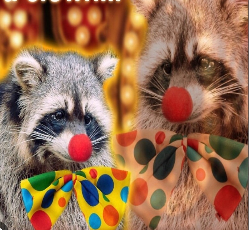 Create meme: animals raccoon, raccoon home, enotik a gargle