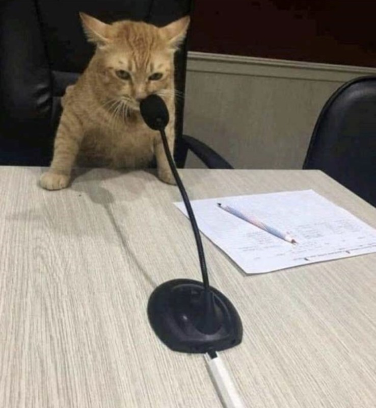 Создать мем: котенок мем, кот с микрофоном, cat