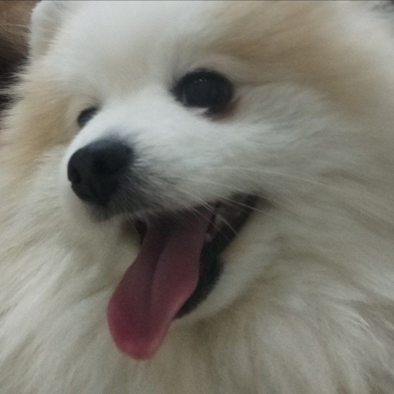 Create meme: Spitz , Pomeranian , white pomeranian