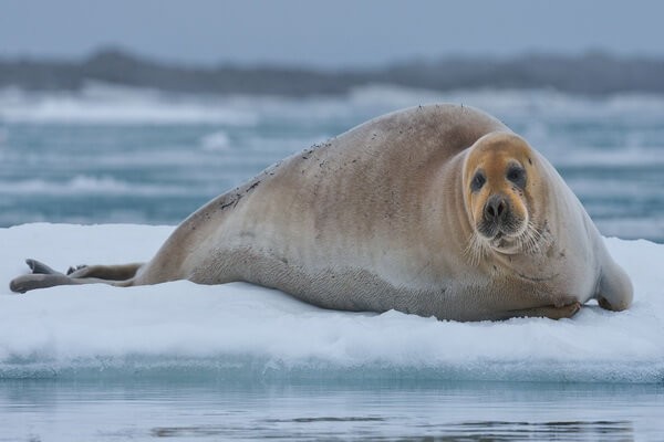 Создать мем: морской заяц, животные белого моря, моржи тюлени морские котики