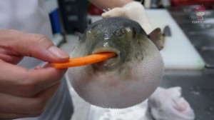 Create meme: puffer eating carrots, puffer fish teeth, bruh puffer fish