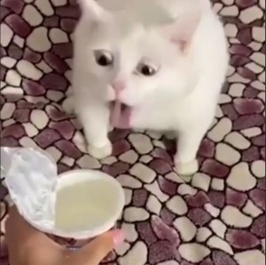 Create meme: funny cats, the cat in the cream, cat