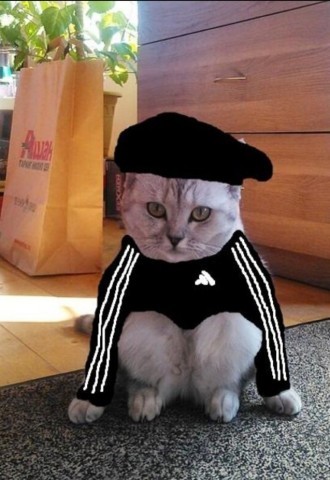Create meme: a cat in an adidas suit, cats in costumes, cat gopnik