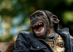 Create meme: funny pictures, monkey, chimpanzee laughs