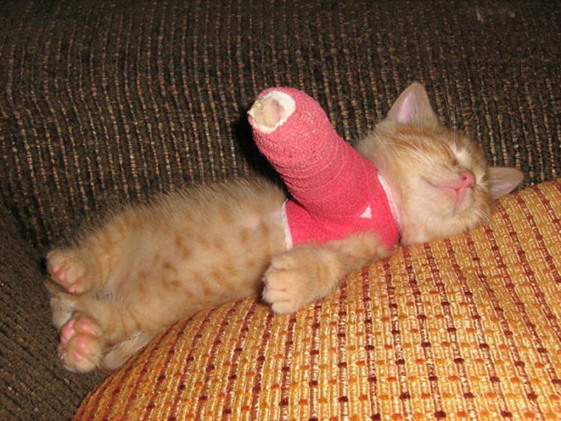 Create meme: cat , kitty with a bandaged paw, cat is an animal