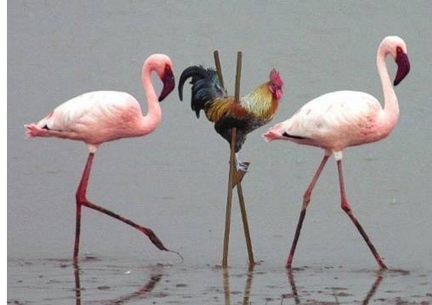 Создать мем: малый фламинго, петух на ходулях среди фламинго, обыкновенный фламинго