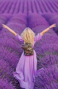 Create meme: lavender, flowers, lavender field