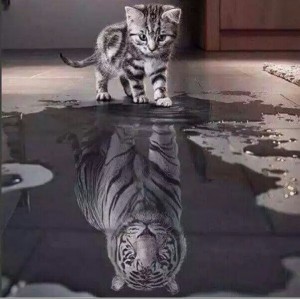 Создать мем: тигр, котик с тенью тигра, кошка