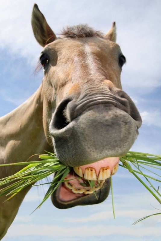 Создать мем: улыбка коня, ржущая лошадь, морда лошади