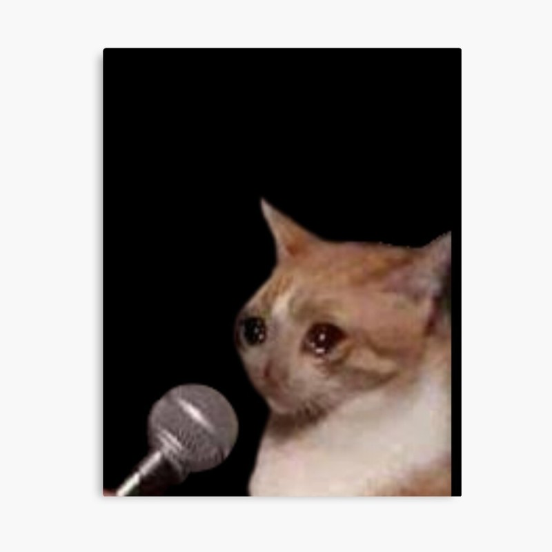 Create meme: memes with cats , cat cry, cat with microphone meme