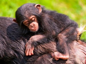 Создать мем: детеныш шимпанзе, шимпанзе смешные, маленькая шимпанзе