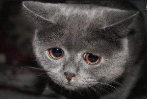 Создать мем: обиженные котики, кот грустный, грустный котик мем