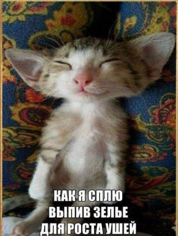 Create meme: funny cats , cunning cat meme, cute cats 