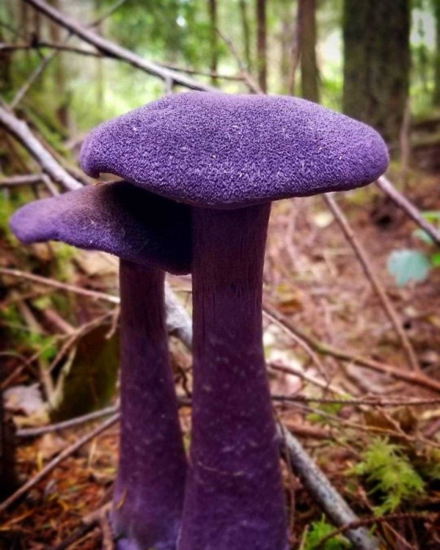 Создать мем: паутинник обыкновенный, паутинник гриб съедобный, паутинник фиолетовый ложный