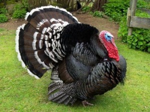 Create meme: turkey, inducono, ayam