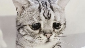 Создать мем: грустная кошка, луху, самая грустная кошка в мире
