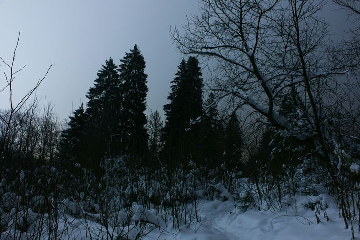 Create meme: spruce , winter , winter landscape