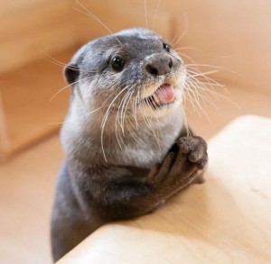 Create meme: cute otters, otter