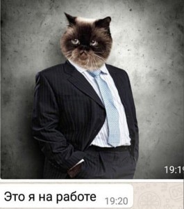 Create meme: cats in costumes, business cat, cat in a business suit
