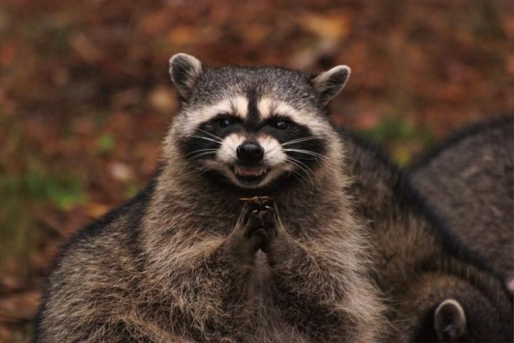 Create meme: raccoon , evil raccoon , evil raccoon