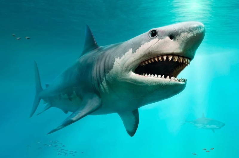 Create meme: megalodon shark, Megalodon, megalodon 2018