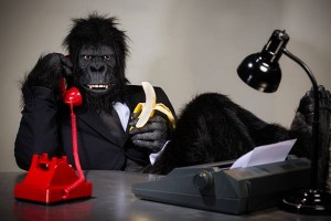 Создать мем: горилла бизнес, горилла с телефоном, горилла мэн