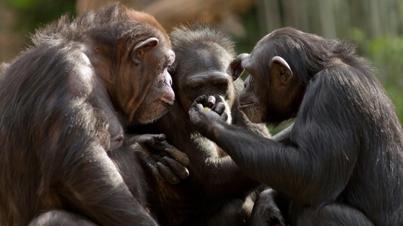 Create meme: improvisation , male and female chimpanzees, male chimpanzee