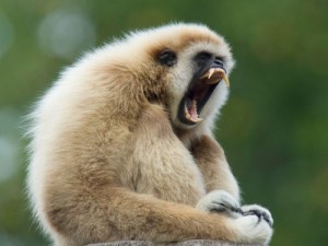 Create meme: monkey, primates, gibbon