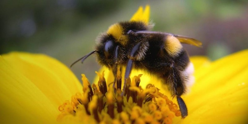 Create meme: bumblebee , bee bumblebee on a flower, bumblebee macro