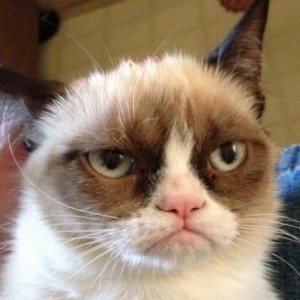 Создать мем: grumpy cat мем оригинал, унылый кот, грустный кот grumpy cat