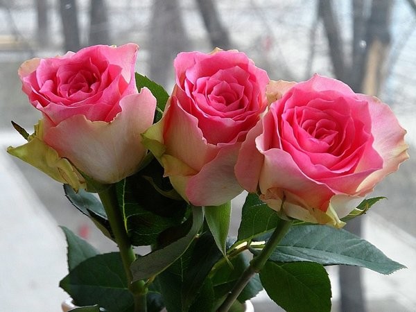 Create meme: flowers beautiful roses, rose flower, beautiful roses 