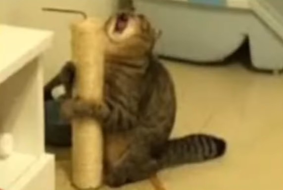 Create meme: screaming cat , The cat screams scratching post, cat 
