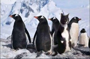 Create meme: the penguin and cat photo, penguins don't have a clue who's stealing the fish, the penguins can't understand who steals their fish
