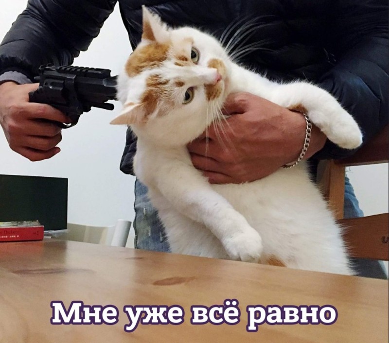 Создать мем: кот, стреляй кот, кот с пистолетом