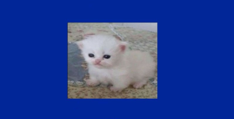 Создать мем: злой белый котенок, кошечка, персидские котята