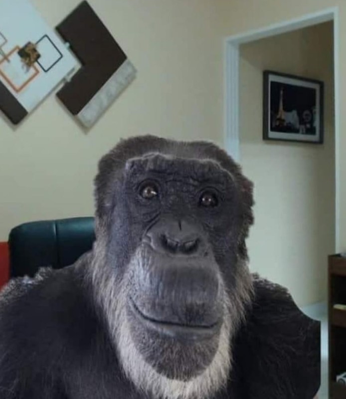 Create meme: gorilla monkey, gorilla meme, meme with a monkey