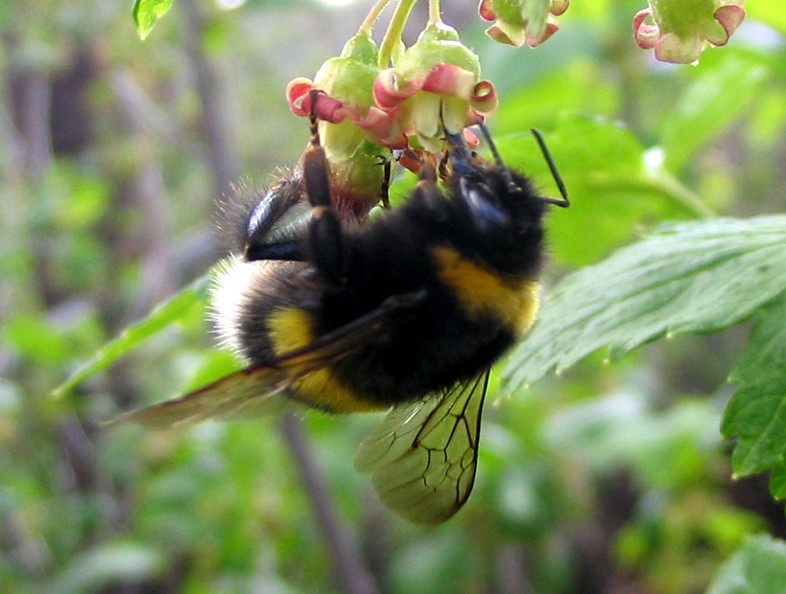 Create meme: bumblebee , bee wasp and bumblebee, wasp and bumblebee