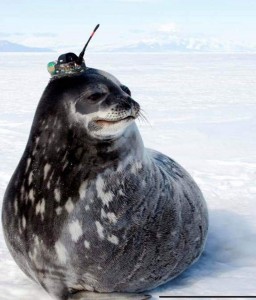 Create meme: weddell seal, seal, Weddell seal photos