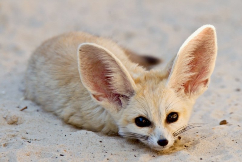 Create meme: desert fox, fennec, The sand fox