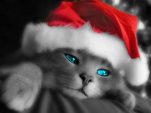 Создать мем: милые животные, christmas cat, merry christmas cat