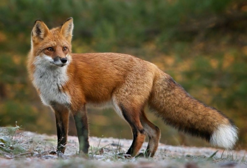 Создать мем: лиса обыкновенная, дикая лиса, рыжая лисица