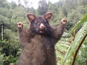 Create meme: photogenic animals, photogenic, funny possum