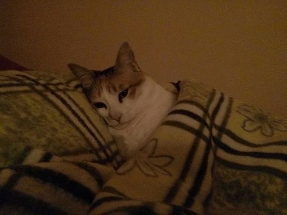Создать мем: котики под одеялом, кот под одеялом мем, котик под одеялом мем