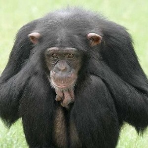 Создать мем: шимпанзе аи один к одному, приматы, chimp