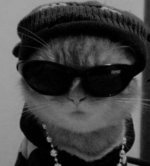 Create meme: animals funny, cute cats , a cat in a cap and glasses