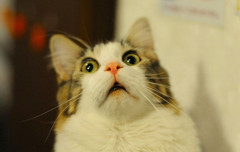 Create meme: surprised kitty, surprised cat, cat in shock