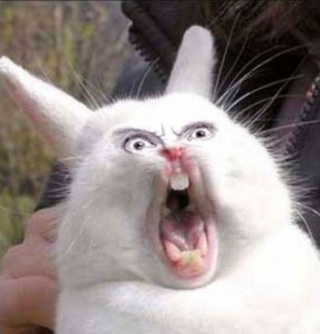 Create meme: cat, screaming Bunny meme, screaming rabbit