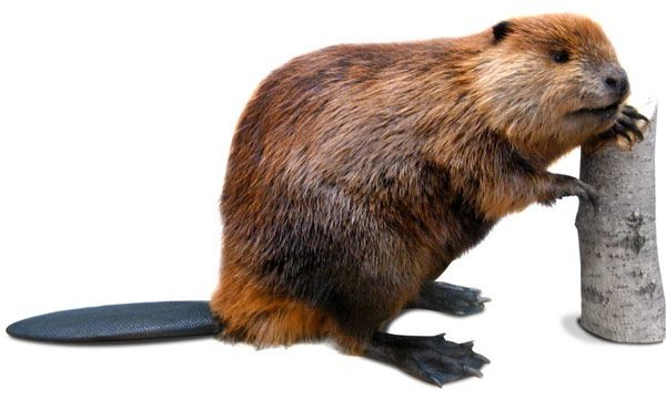 Create meme: beaver on a white background, beaver , Bobr common